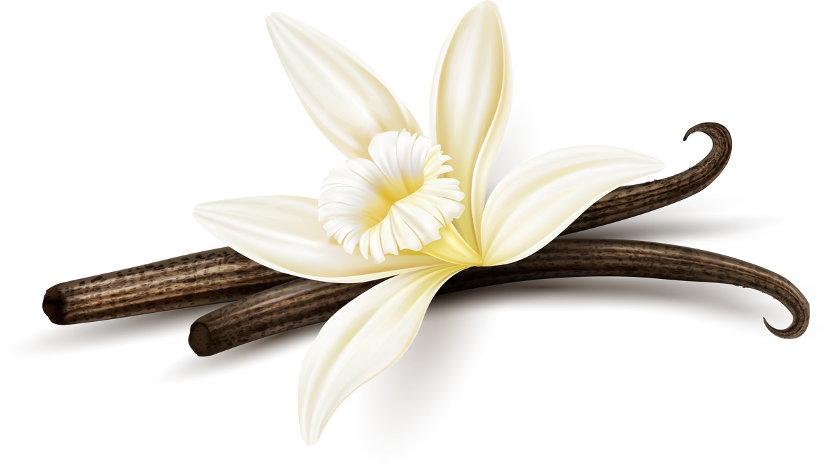 Vanilla flower dried sticks realistic food PNG