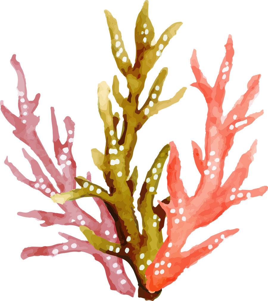 watercolor summer sea creature element