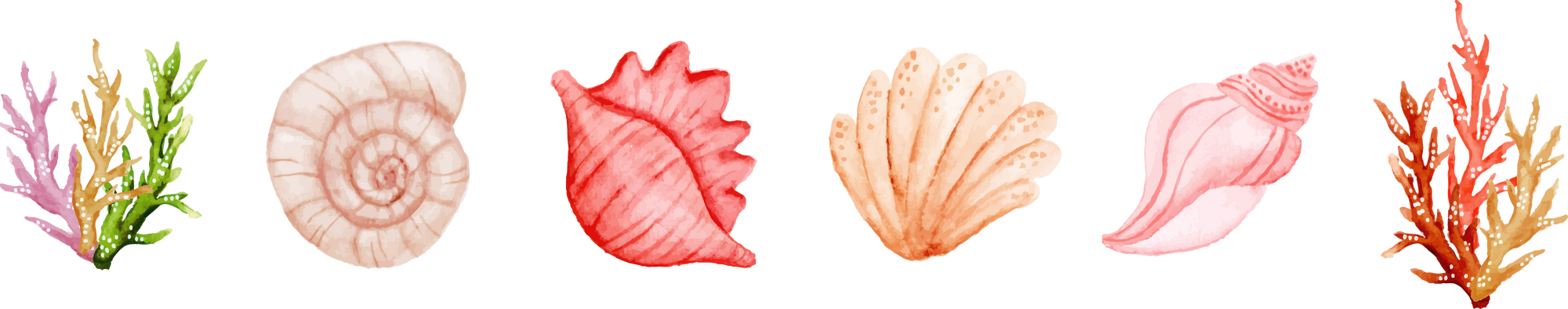 summer sea shells border