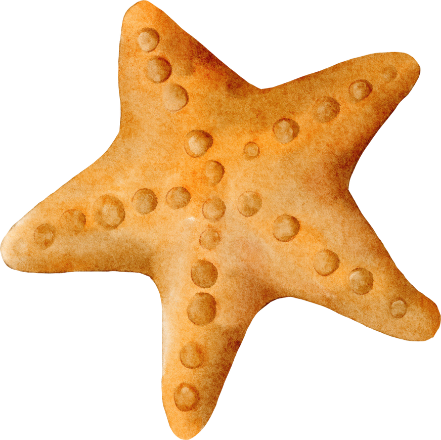 Star fish Summer Watercolor Element